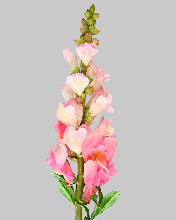Snapdragon 23" Pink