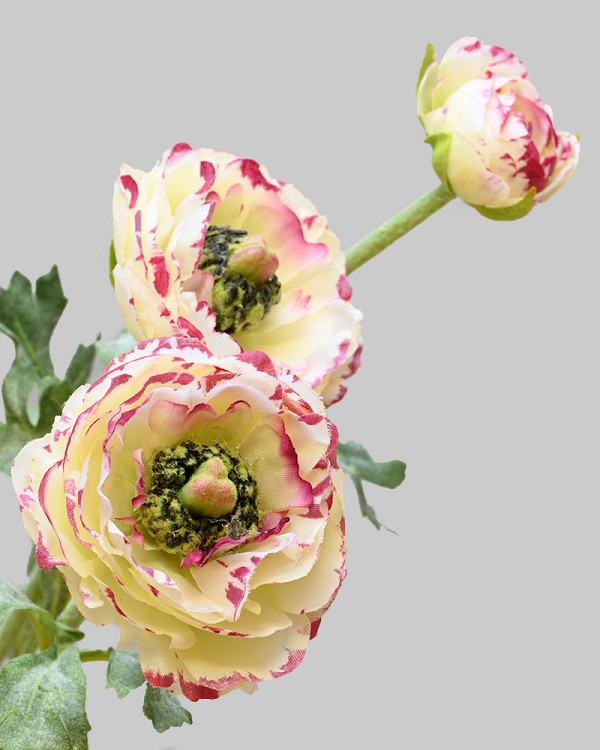 Ranunculus 18.5" White/Burgundy
