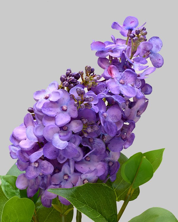 Lilac 27.5" Purple