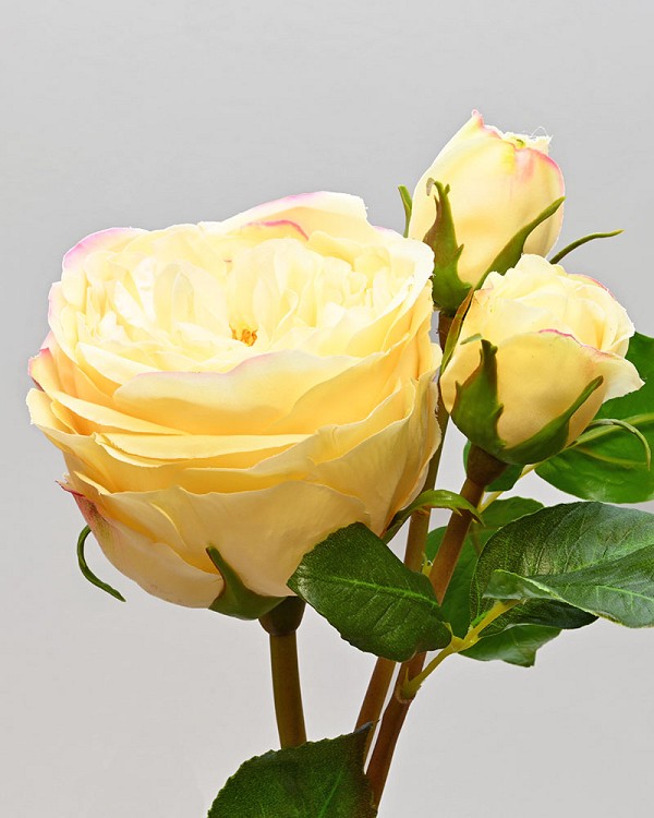 English Rose Titania 22.5" Yellow