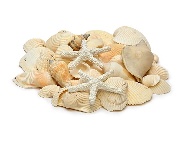 Seashells/Starfish - Assorted Mix