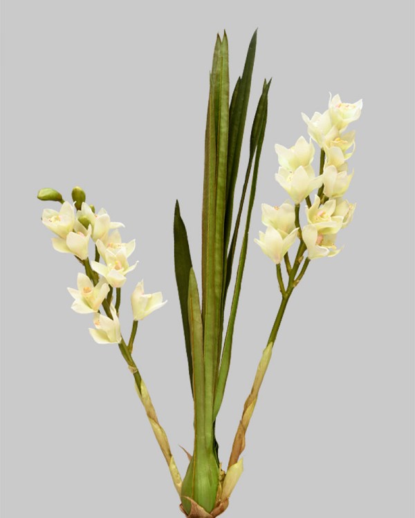 Wild Cymbidium Orchid Plant 29.5" White