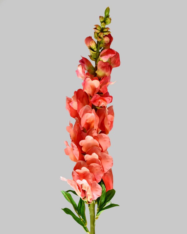 Snapdragon 30" Salmon