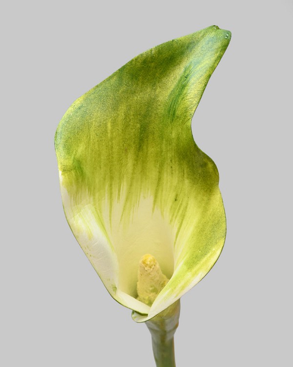 Calla Lily 20.5" Green