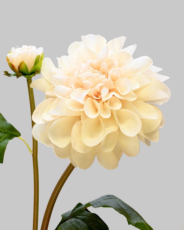 Dahlia 25" Blush