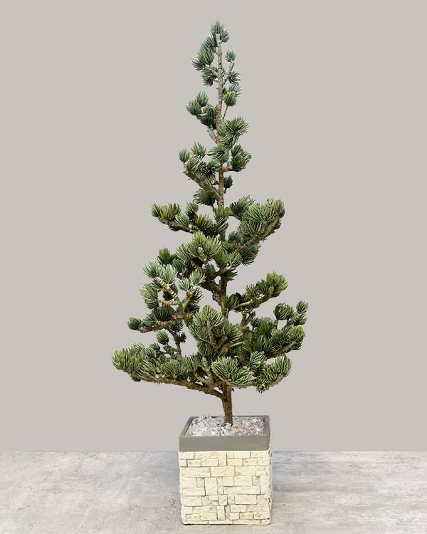 Santa's Christmas Tree