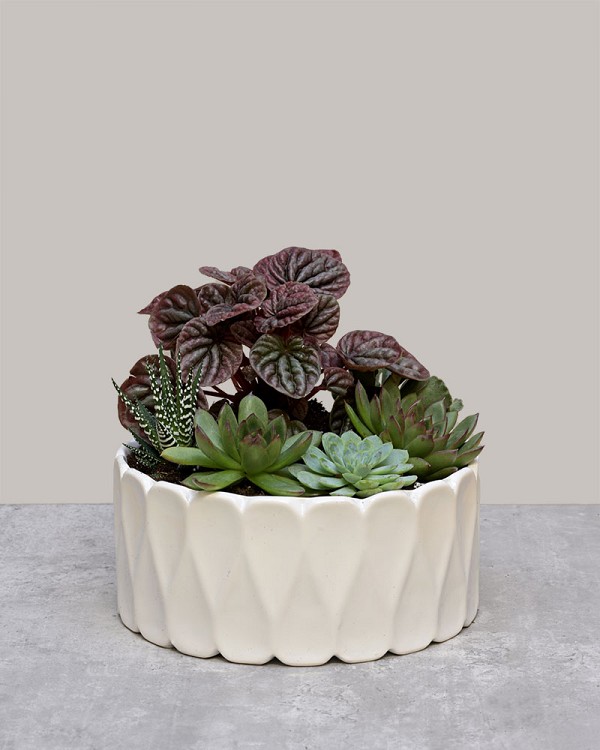 Succulent Harmony Garden