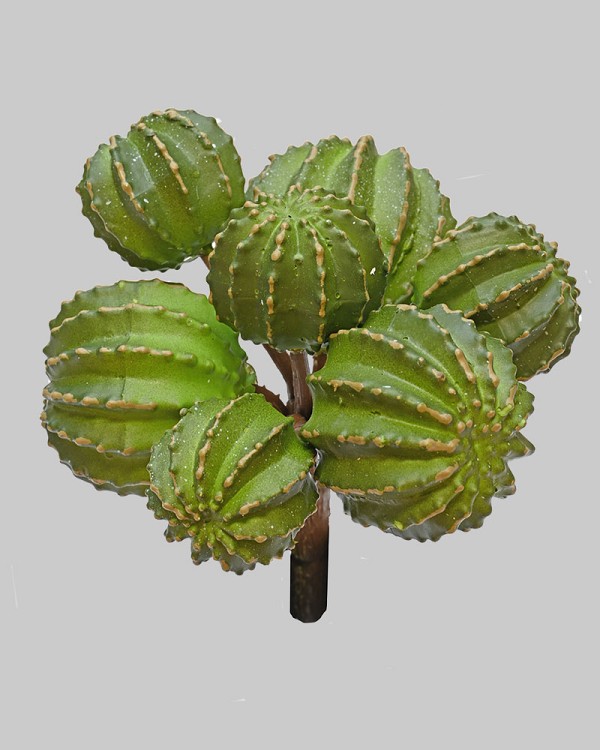 Barrel Cactus Bunch 5.5" Green
