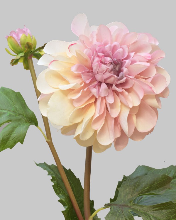 Dahlia 25" Brush Pink