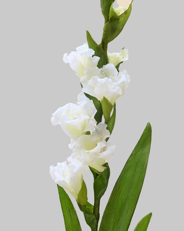 Gladiolus 36" White