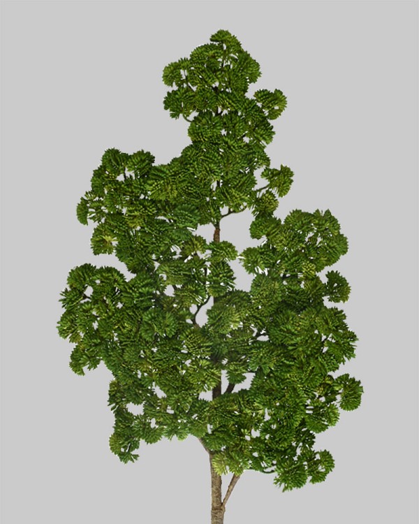 Sedum Pine Spray 32" Green