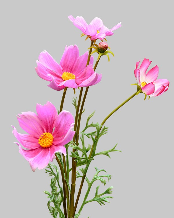 Cosmos Spray 29" Pink
