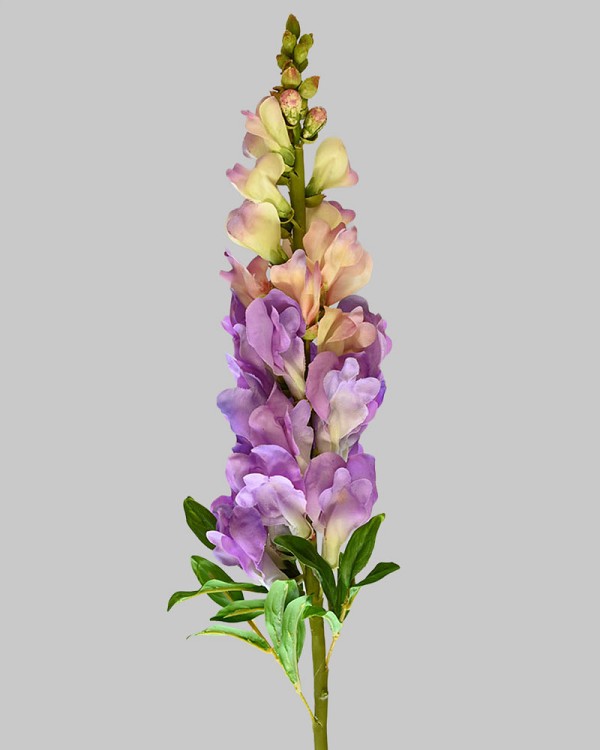 Snapdragon 30" Purple