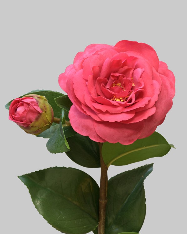 Camellia 24" Red
