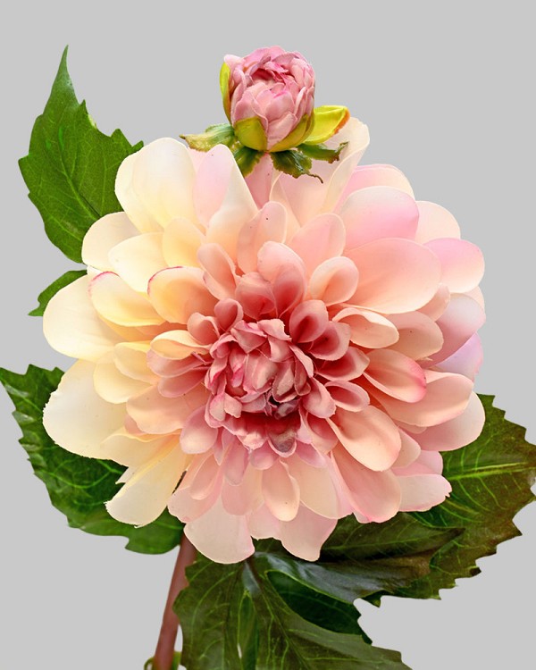 Dahlia 25" Brush Pink