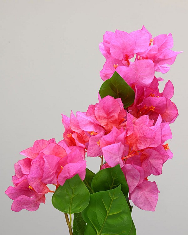 Bougainvillea 34.5" Fuchsia