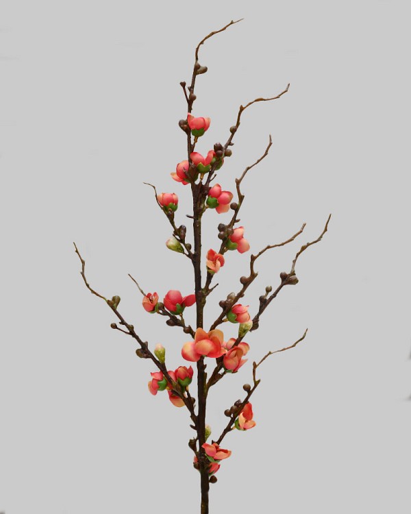 Peach Blossom 30" Orange/Red
