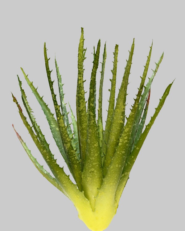 Mini Aloe Succulent 10" Green