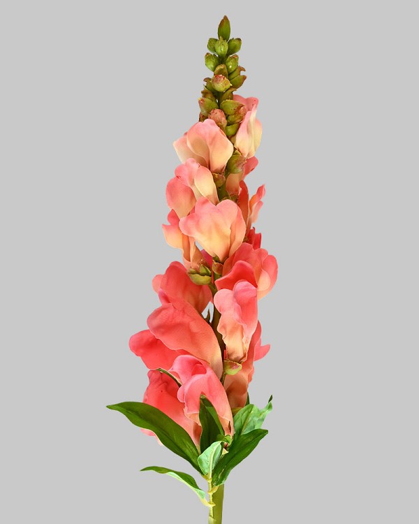 Snapdragon 23" Salmon