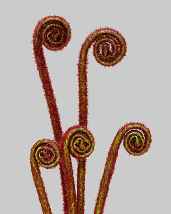 Fern Bud Stem Bundle 24" Burgundy/Green