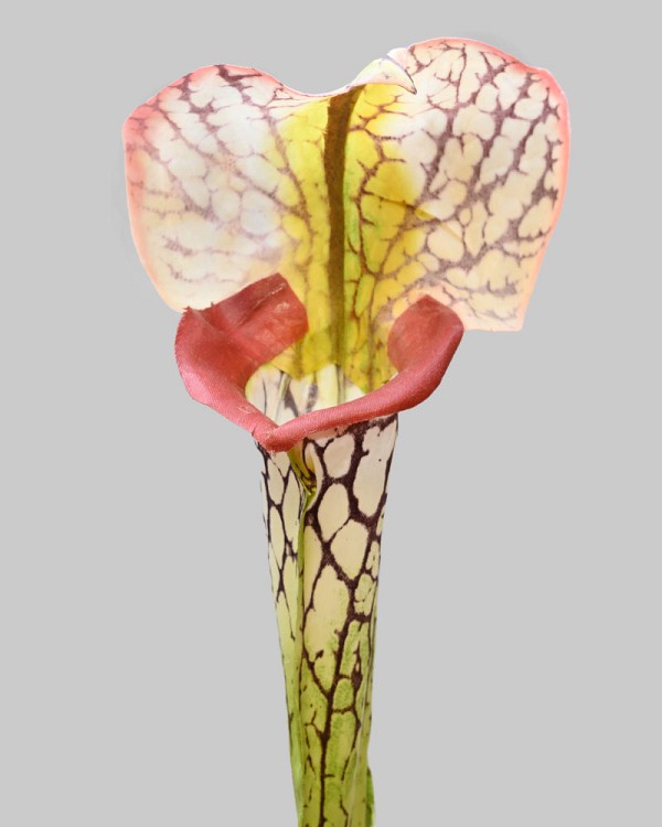 Pitcher Plant 28" Green/Burgundy