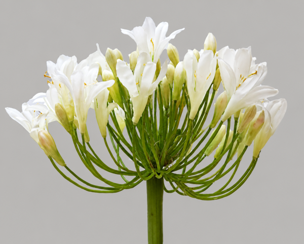 Agapanthus 35" White