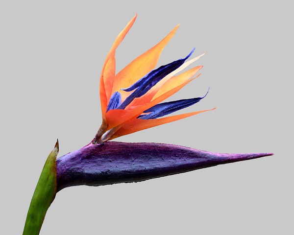 Bird of Paradise 33.5" Purple/Orange