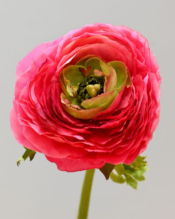 Ranunculus 22" Pink