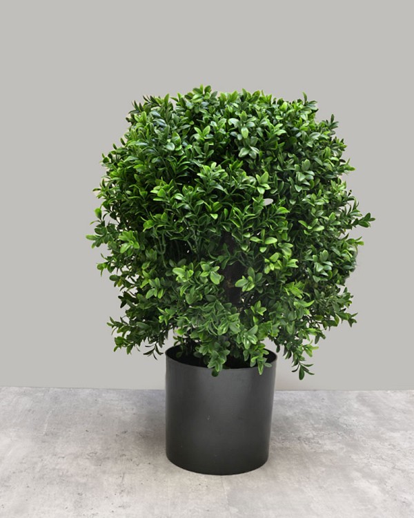 Boxwood Ball Tree 20"H