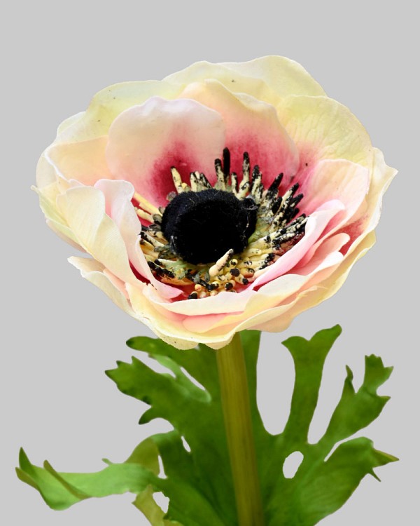 Anemone 17.5" Cream/Pink