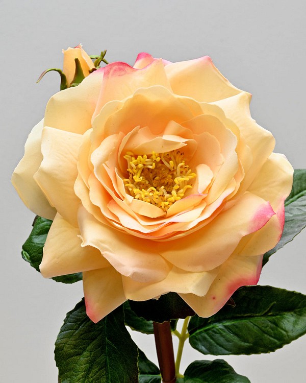English Rose 19" Yellow/Pink