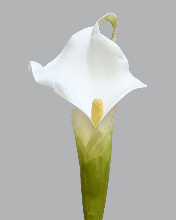 Calla Lily 20.5" Bright White