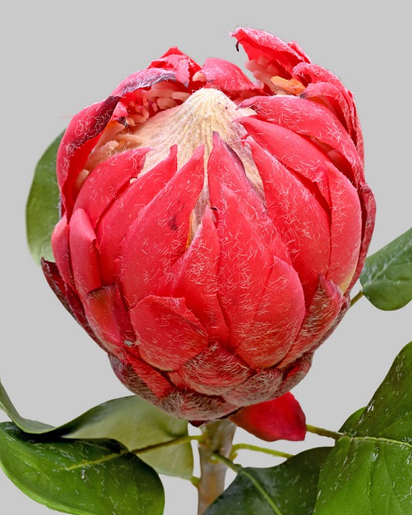 Protea 32" Mauve