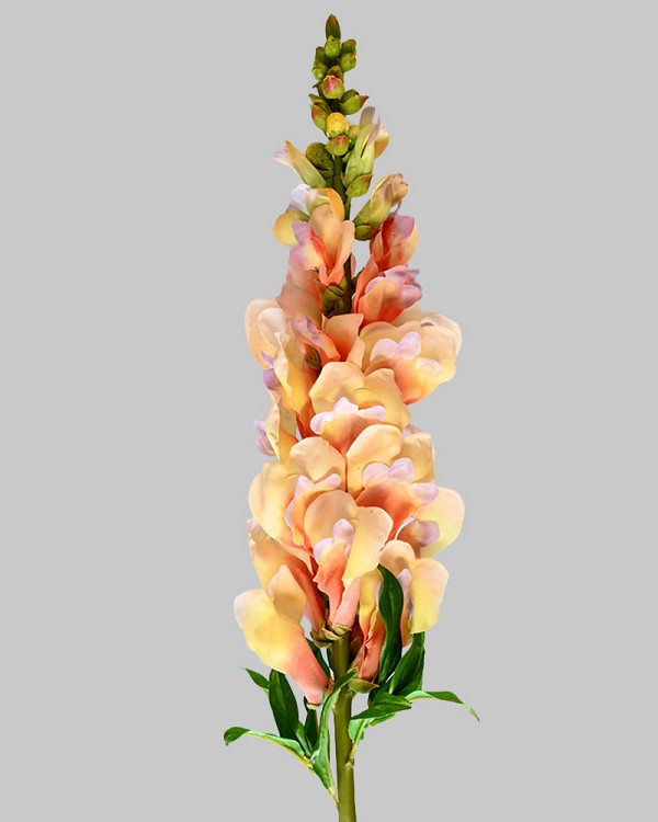 Snapdragon 30" Yellow/Purple