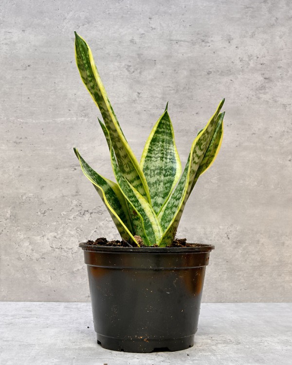 Sansevieria Laurentii