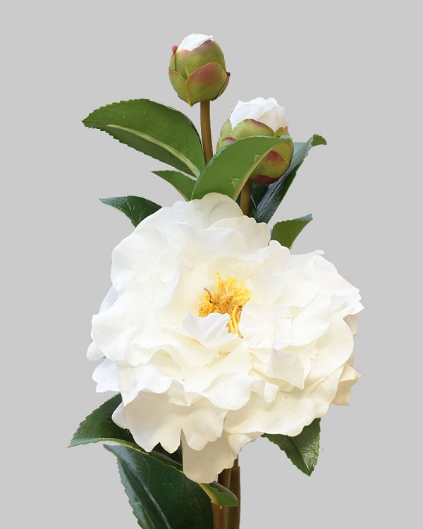 Camellia 28.5" White