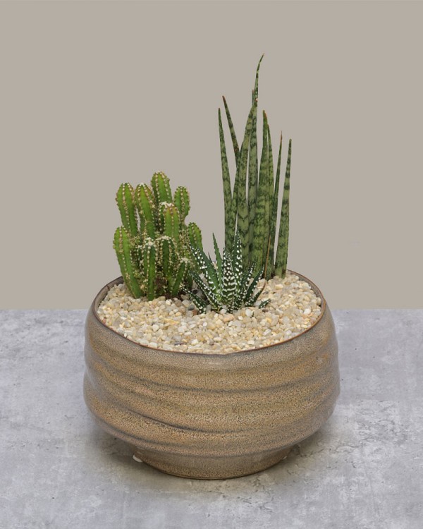 Desert Harmony