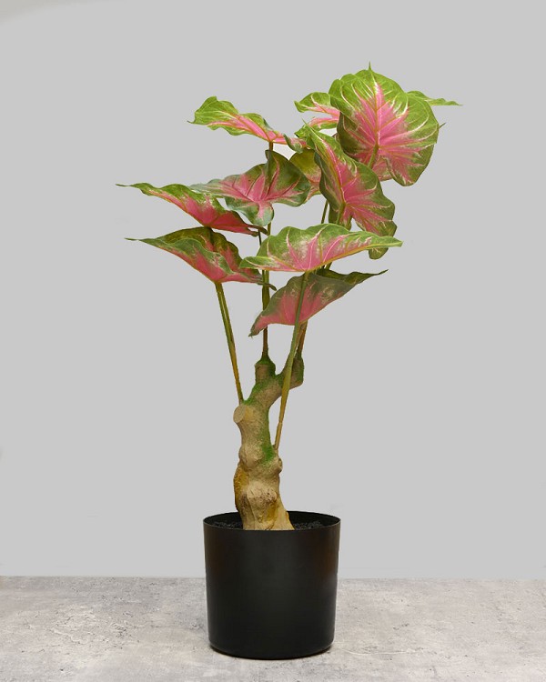 Caladium Leaf Tree 20"H