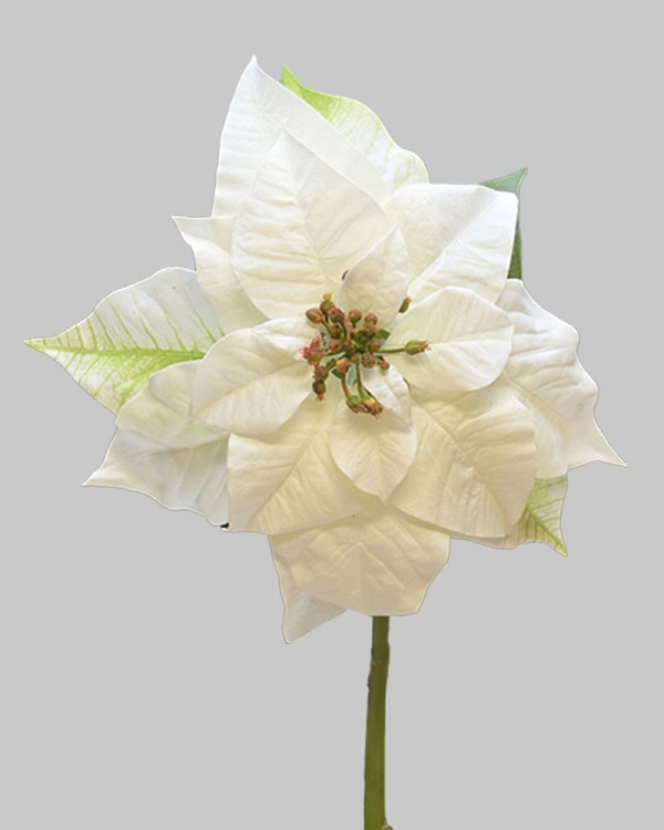 Poinsettia 29" White