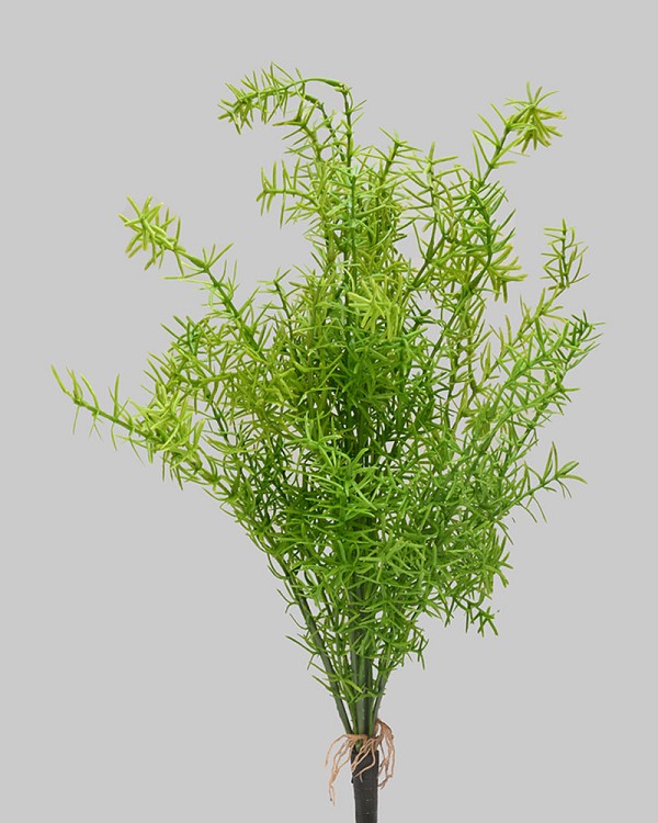 Asparagus Spring Fern Bush 20" Green