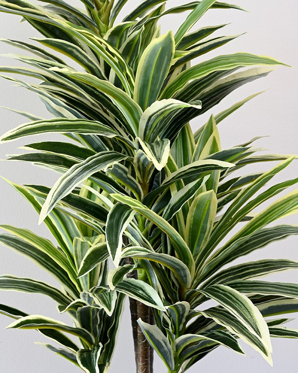 Dracaena Plant in Pot 34"