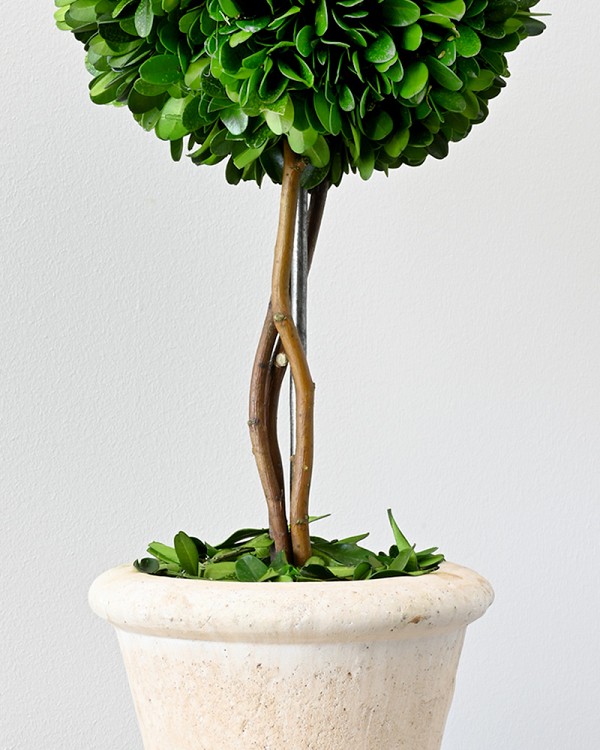 Single Ball Boxwood Topiary in Pot 16" Green