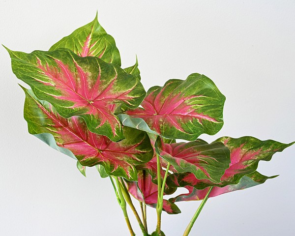 Caladium Leaf Tree 20" Pink/Green
